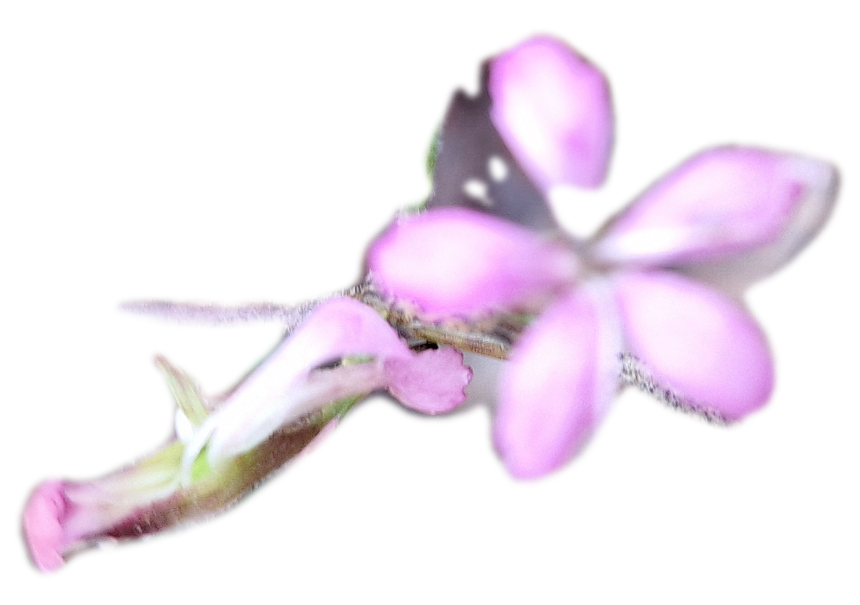 Our Incomparable Companion – Daily Devotional