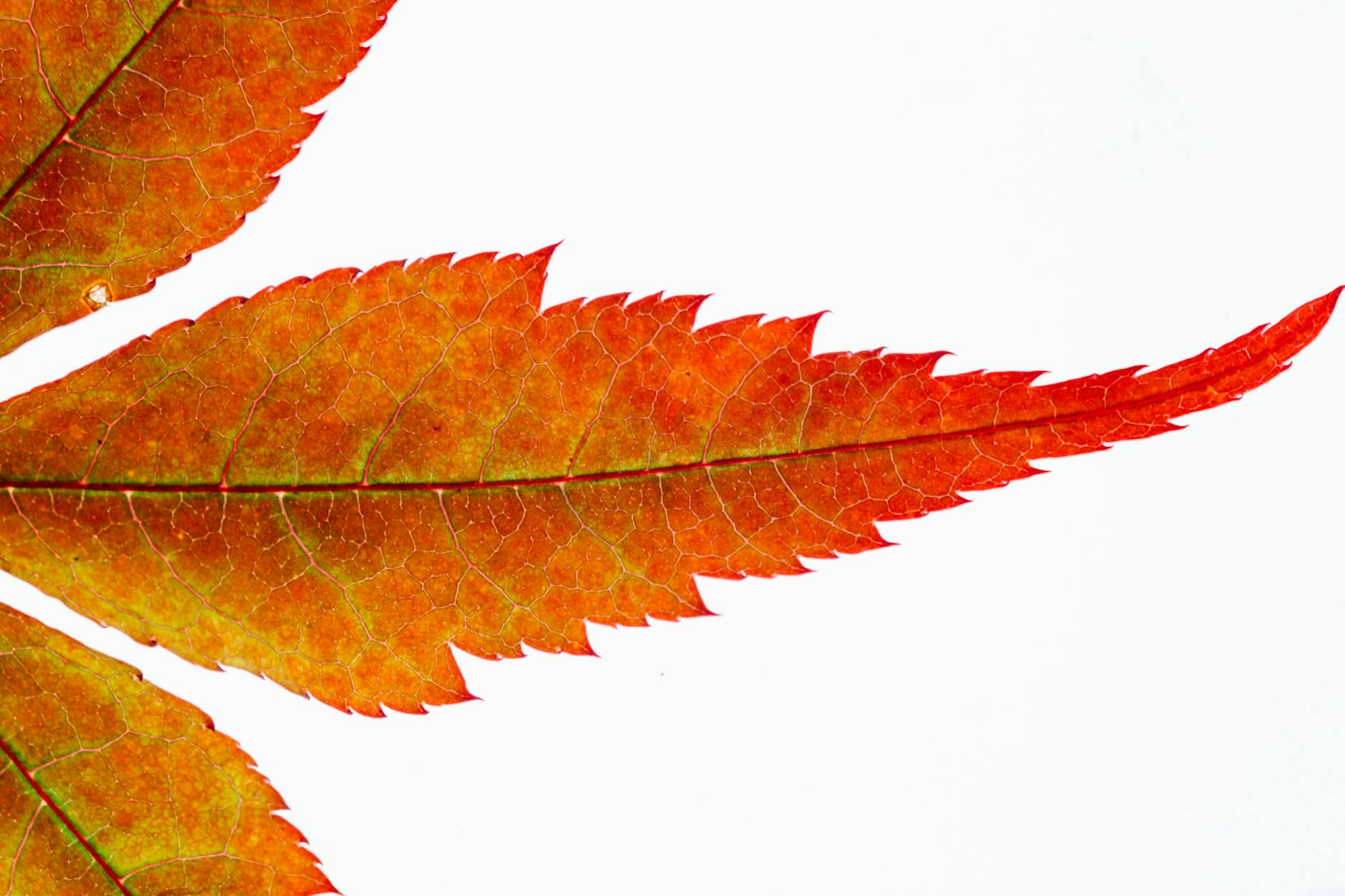 A Legacy of Integrity – Student of the Word 1651