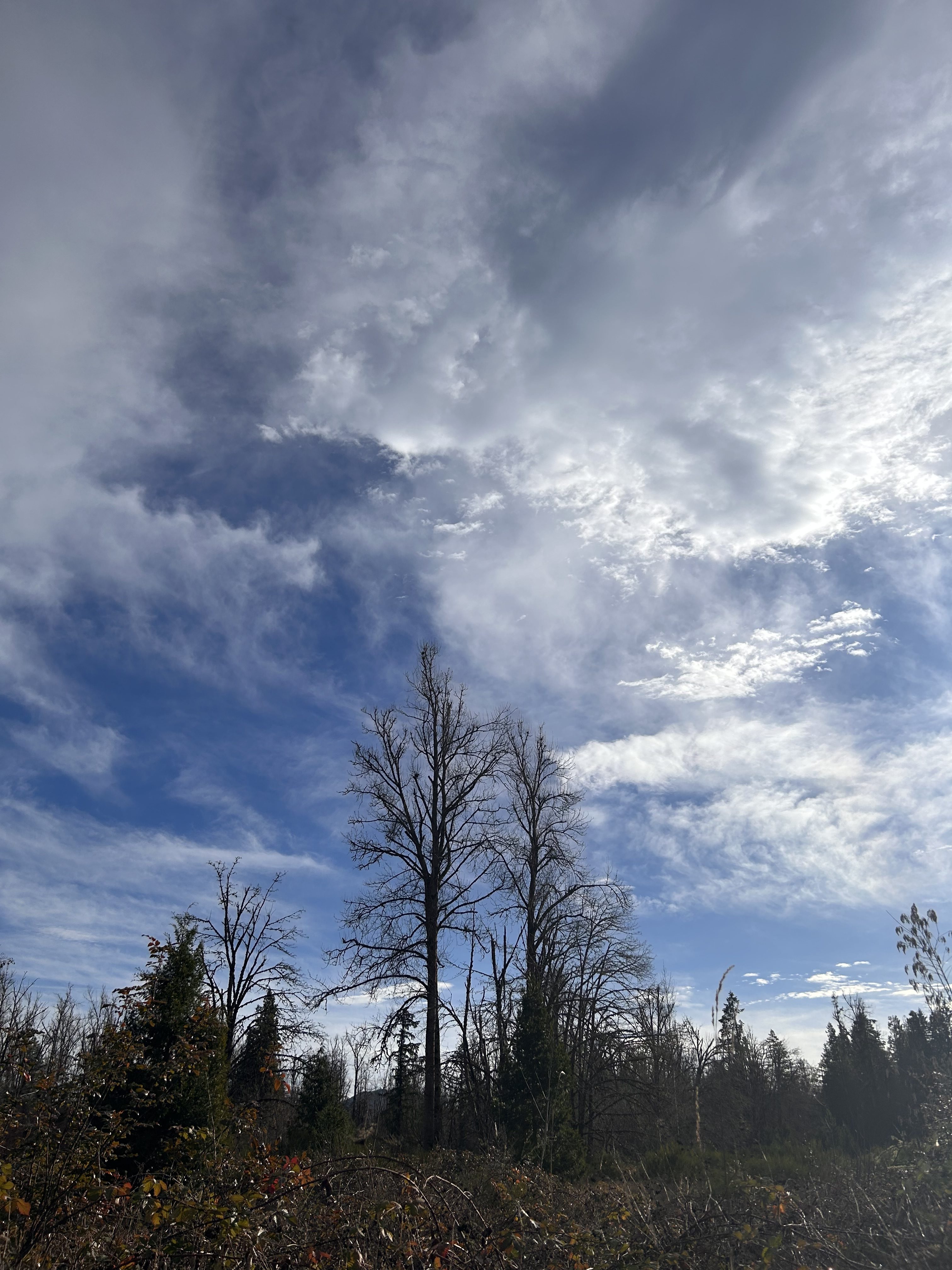 Baby Jesus – David Wilkerson