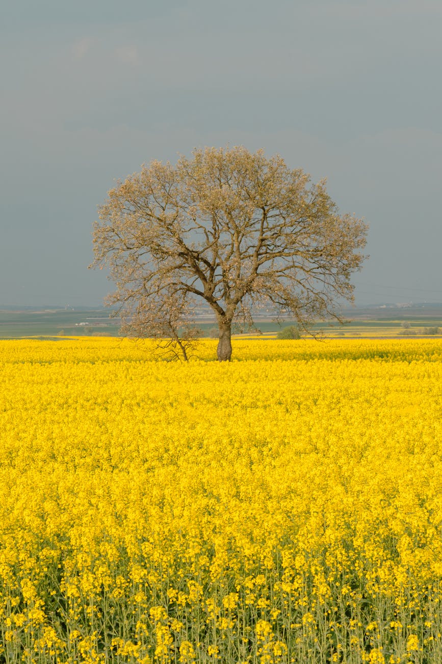 Fall Asleep Listening to Isaiah: Bedtime Scripture for Deep Sleep (Abide…