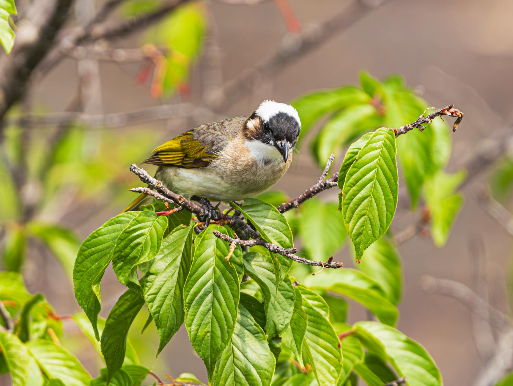 Healing and Forgiveness – Student of the Word 1763