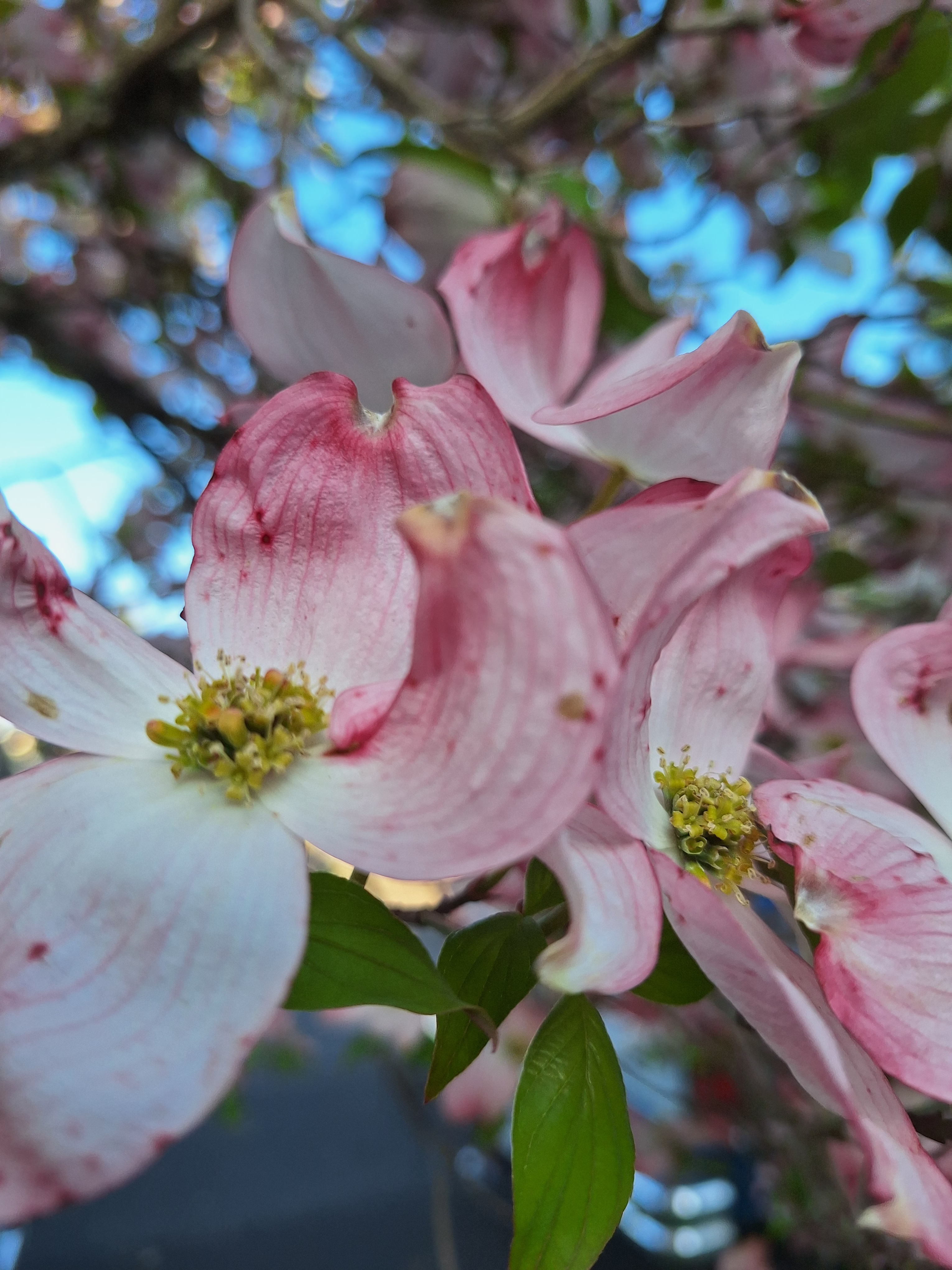 MORE OF YOU JESUS – WATCHMAN RIVER MUSIC